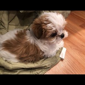 Meet your Posher, Britney